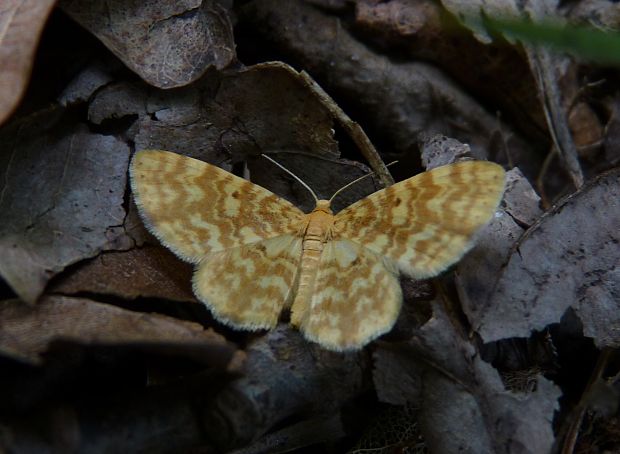 piadivka ohnivá Hydrelia flammeolaria