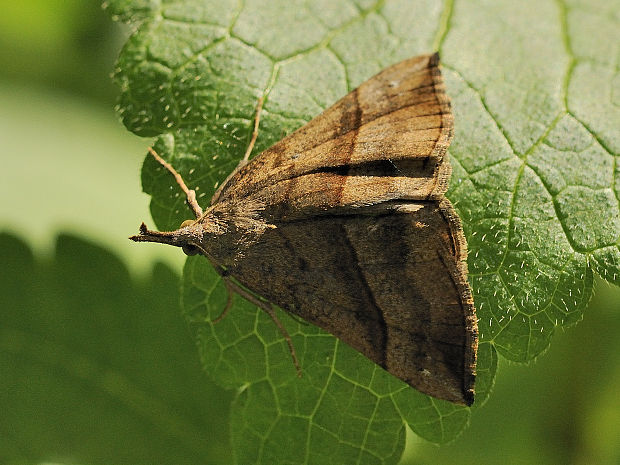 pamora žihľavová Hypena proboscidalis Linnaeus, 1758