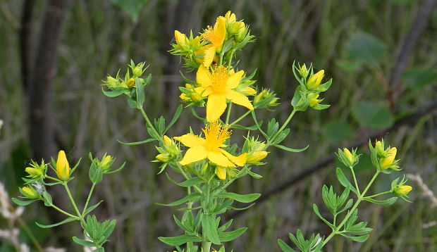 ľubovník  Hypericum sp.