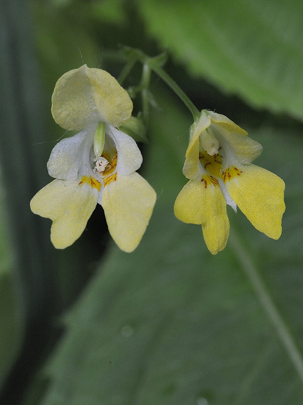 netýkavka malokvetá Impatiens parviflora DC.