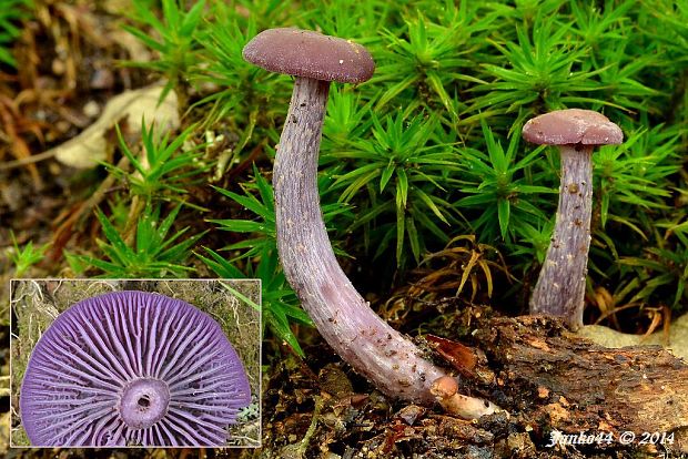 lakovka ametystová Laccaria amethystina (Huds.) Cooke