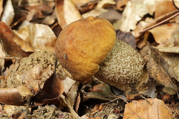 kozák hrabový Leccinum pseudoscabrum (Kallenb.) Šutara