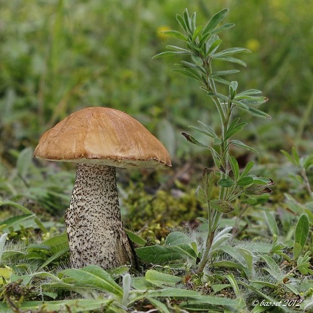 kozák brezový Leccinum scabrum (Bull.) Gray