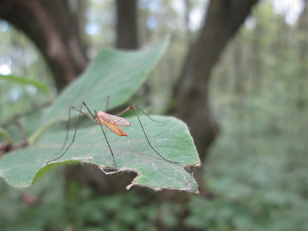 tipulka Limonia sp.