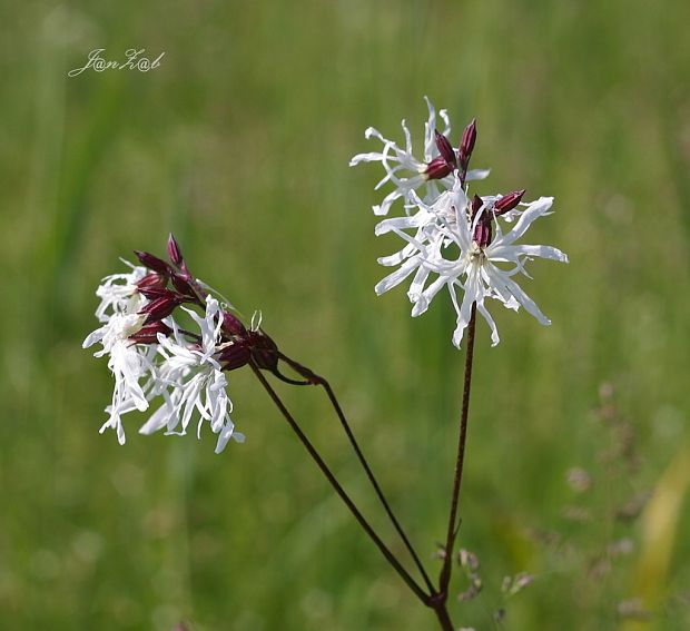 kukučka lúčna - albín Lychnis flos-cuculi L.