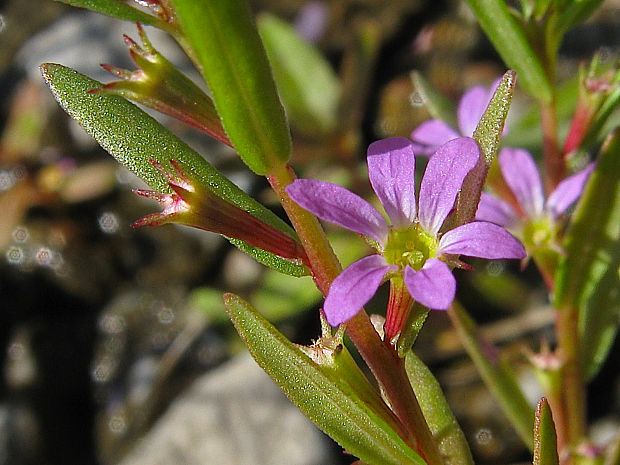 vrbica yzopolistá Lythrum hyssopifolia L.