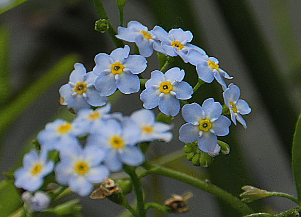 nezábudka močiarna Myosotis scorpioides L.