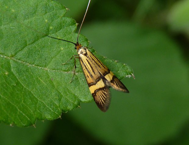 adéla De Geerova  Nemophora degeerella