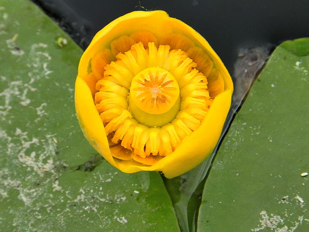 leknica žltá Nuphar lutea (L.) Sm.