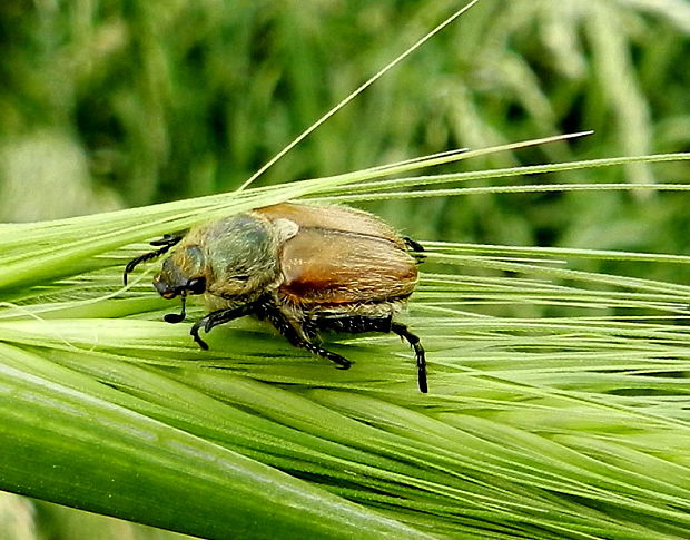 chrústovec záhradný Phyllopertha horticola