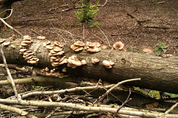 hliva ustricovitá Pleurotus ostreatus (Jacq.) P. Kumm.