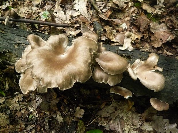 hliva buková Pleurotus pulmonarius (Fr.) Quél.