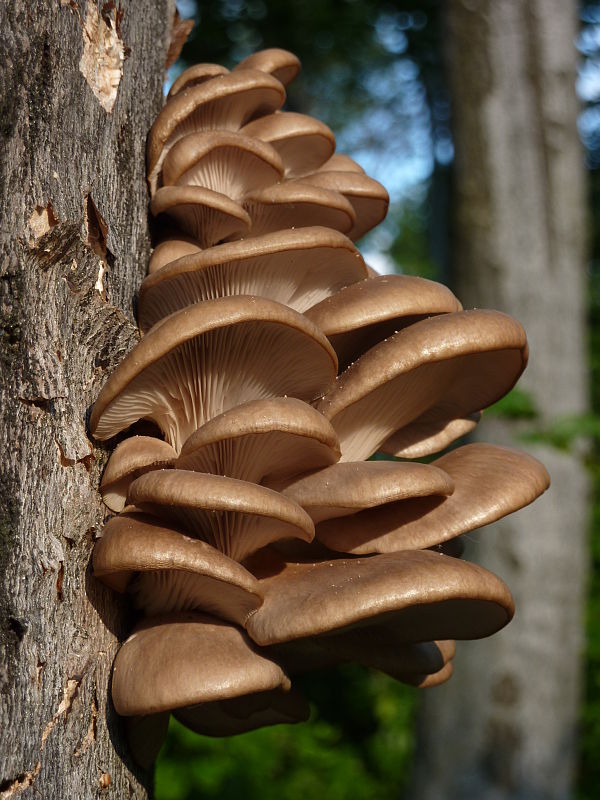 hliva buková Pleurotus pulmonarius (Fr.) Quél.