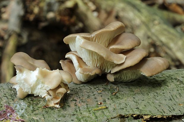 hliva buková Pleurotus pulmonarius (Fr.) Quél.