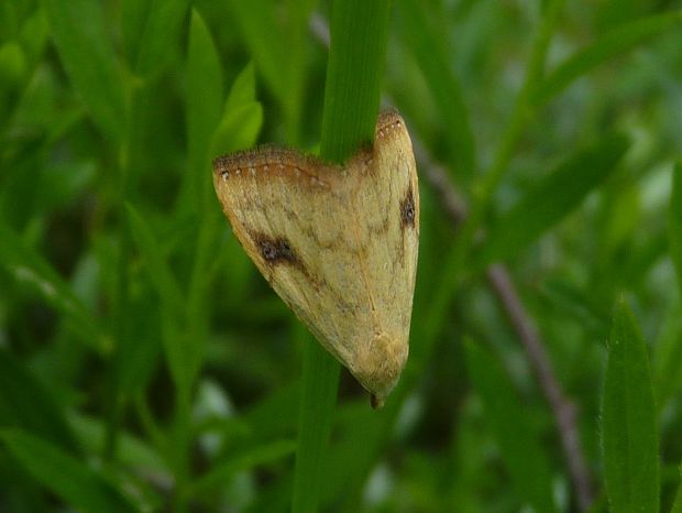 pamora trávová  Rivula sericealis