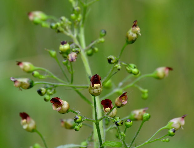 krtičník hľuznatý Scrophularia nodosa L.