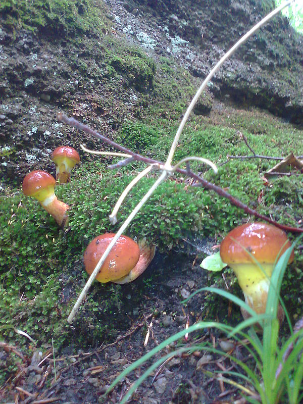 masliak smrekovcový Suillus grevillei (Klotzsch) Singer