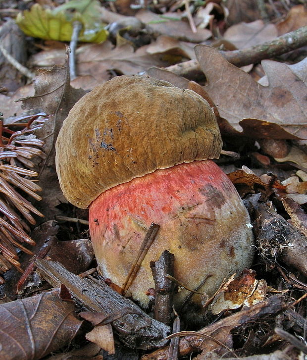 hríb zrnitohlúbikový Sutorius luridiformis (Rostk.) G. Wu & Zhu L. Yang