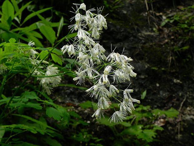 žltuška orlíčkolistá Thalictrum aquilegiifolium L.