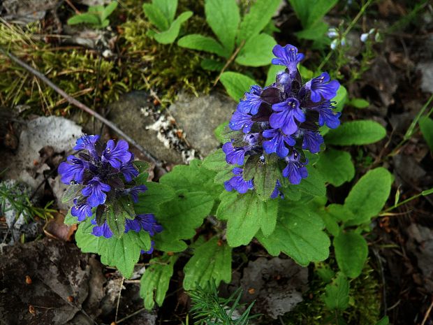 zbehovec plazivý Ajuga reptans L.