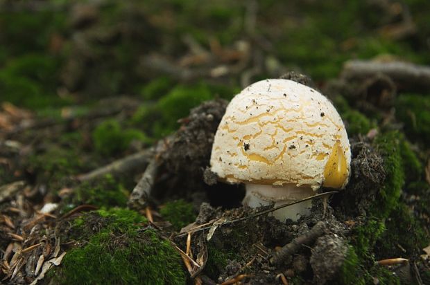 muchotrávka slamovožltá Amanita gemmata (Fr.) Bertill.