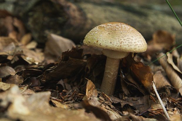 muchotrávka červenkastá Amanita rubescens Pers.