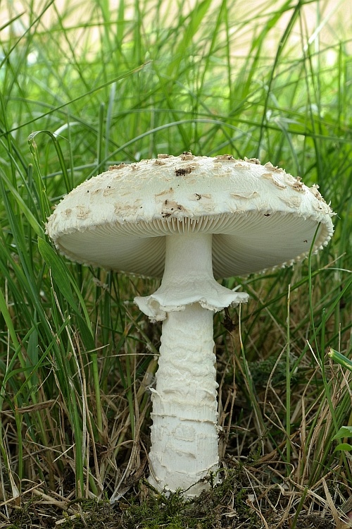 muchotrávka Vittadiniho Amanita vittadinii (Moretti) Vittad.