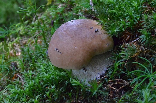 hríb smrekový Boletus edulis Bull.