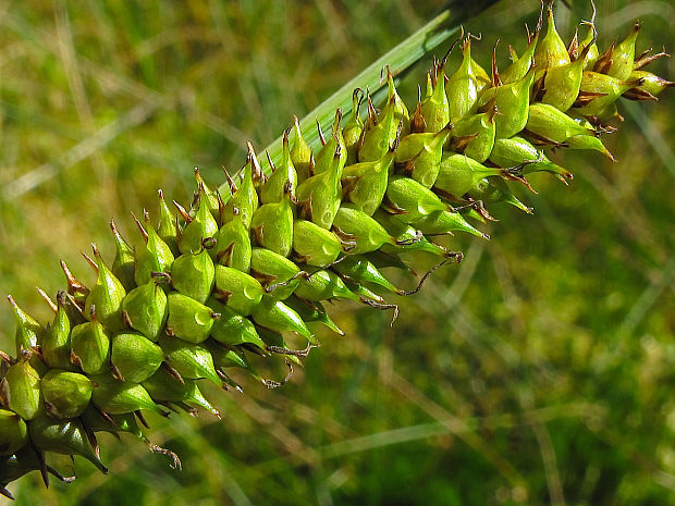 ostrica zobáčikatá Carex rostrata Stokes ex With.