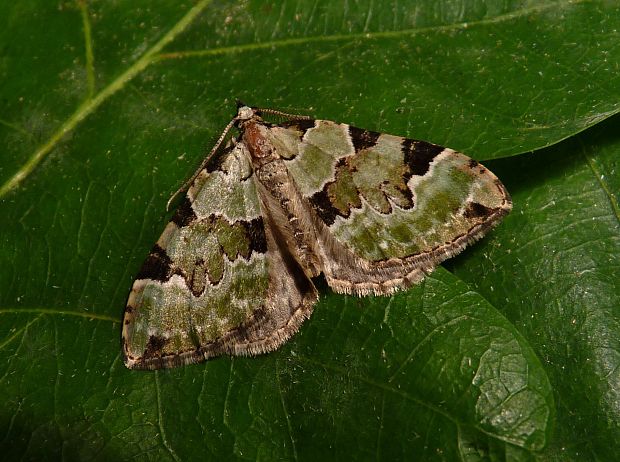 piadivka hluchavková  Colostygia pectinataria