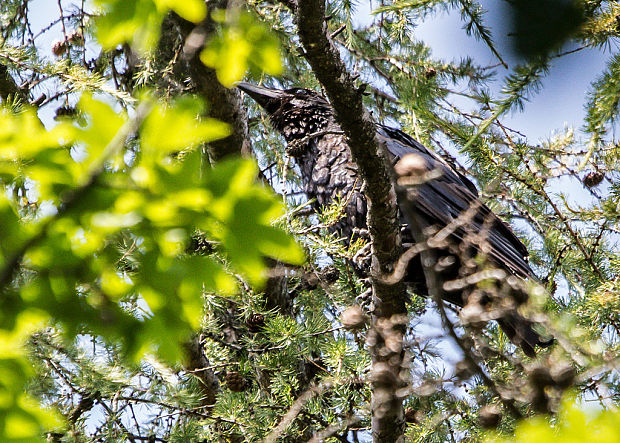 krkavec čierny Corvus corax