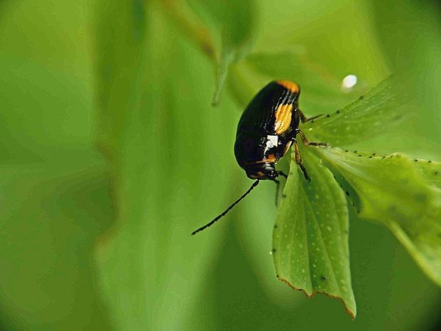 krytohlav Cryptocephalus moraei Linnaeus, 1758