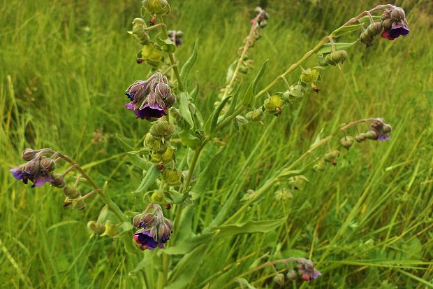 psojazyk lekársky Cynoglossum officinale L.