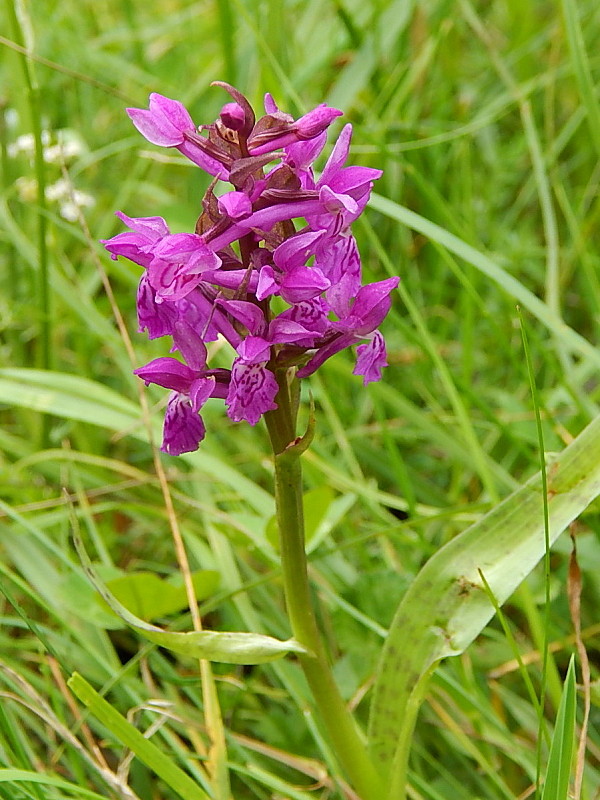 vstavačovec májový pravý Dactylorhiza majalis subsp. majalis (Reincherb.) Hunt & Summerh.