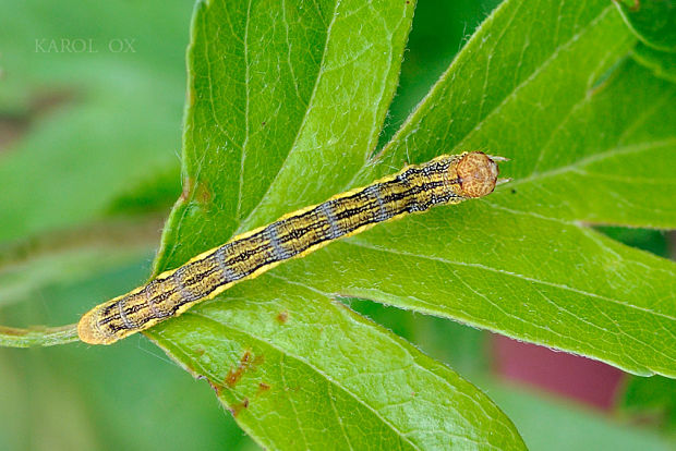 piadivka zimná Erannis defoliaria