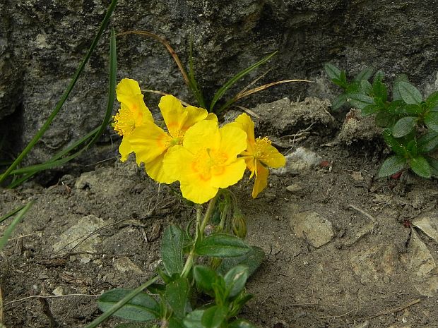 devätorka rozprestretá Fumana procumbens (Dunal) Gren. et Godr.