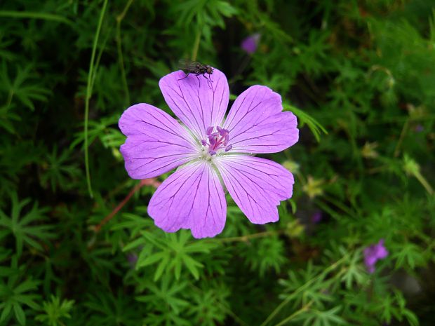 pakost krvavý Geranium sanguineum L.