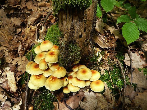 strapcovka Hypholoma sp.