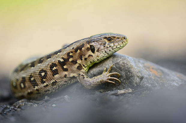 jašterica krátkohlavá Lacerta agilis