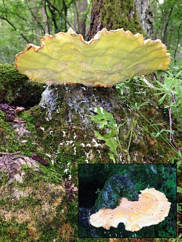 sírovec obyčajný Laetiporus sulphureus (Bull.) Murrill