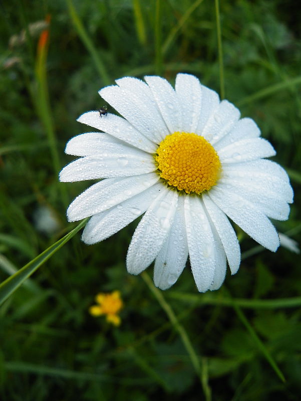 margaréta biela Leucanthemum vulgare Lam.