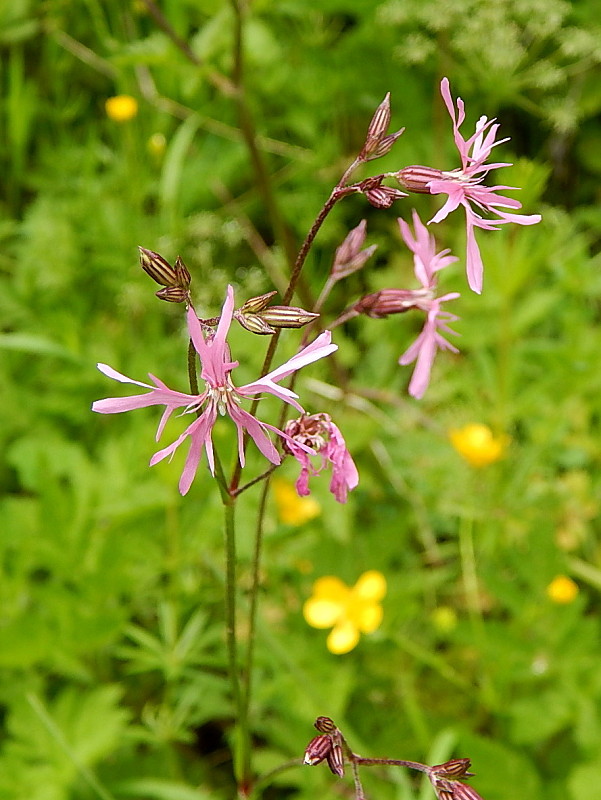 kukučka lúčna Lychnis flos-cuculi L.