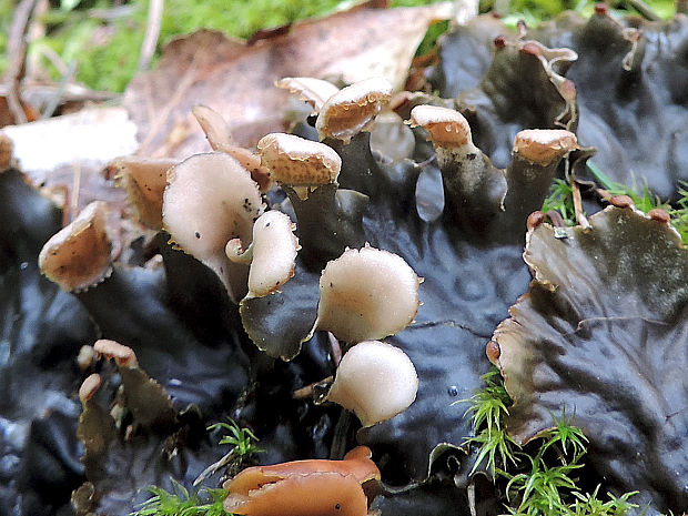 štítnatec Peltigera sp.