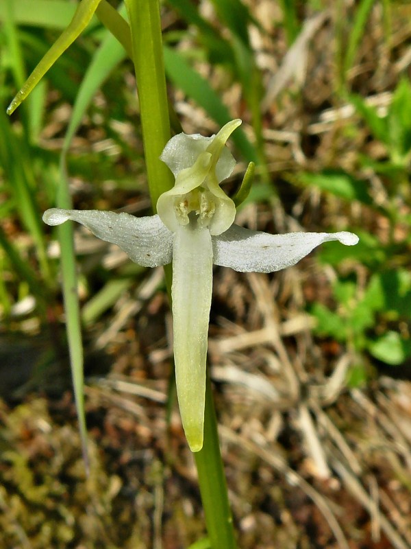 vemenník dvojlistý Platanthera bifolia (L.) Rich.