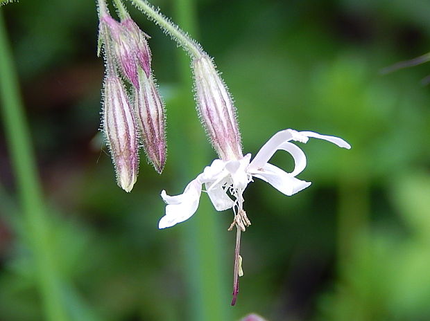 silenka ovisnutá Silene nutans L.