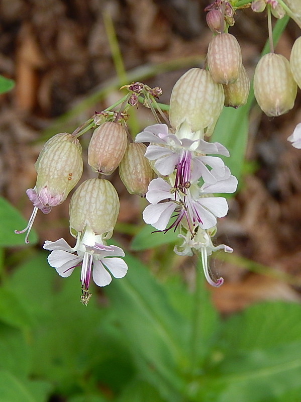 silenka obyčajná Silene vulgaris (Moench) Garcke