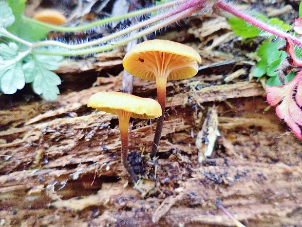 tanečnička zvončekovitá Xeromphalina campanella (Batsch) Maire