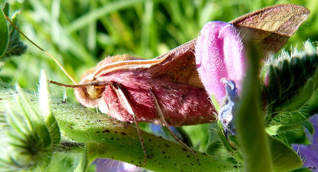 lišaj vrbicový Deilephila porcellus