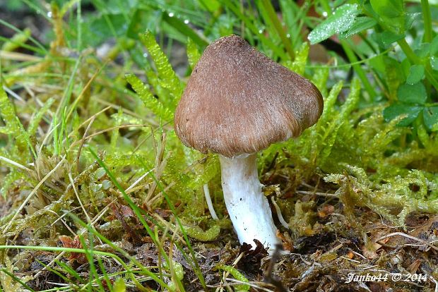 vláknica Inocybe sp.