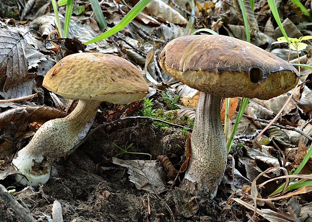 kozák hrabový Leccinum pseudoscabrum (Kallenb.) Šutara